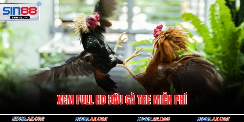 Xem Full HD đấu gà tre miễn phí